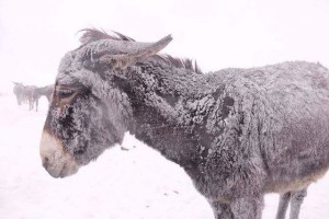 asinello nella neve